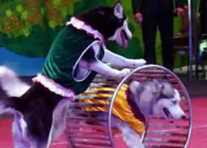 Biểu diễn xiếc thú thiếu nhi