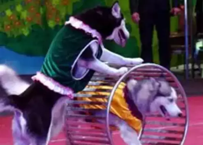 Biểu diễn xiếc thú thiếu nhi